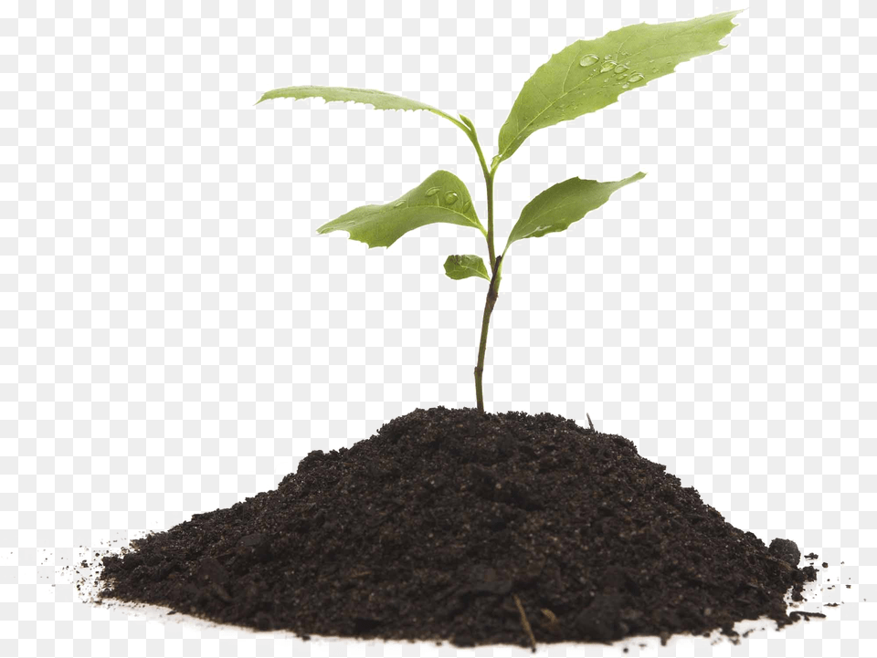 Growing Plant Transparent Background Plant And Soil, Sprout Png