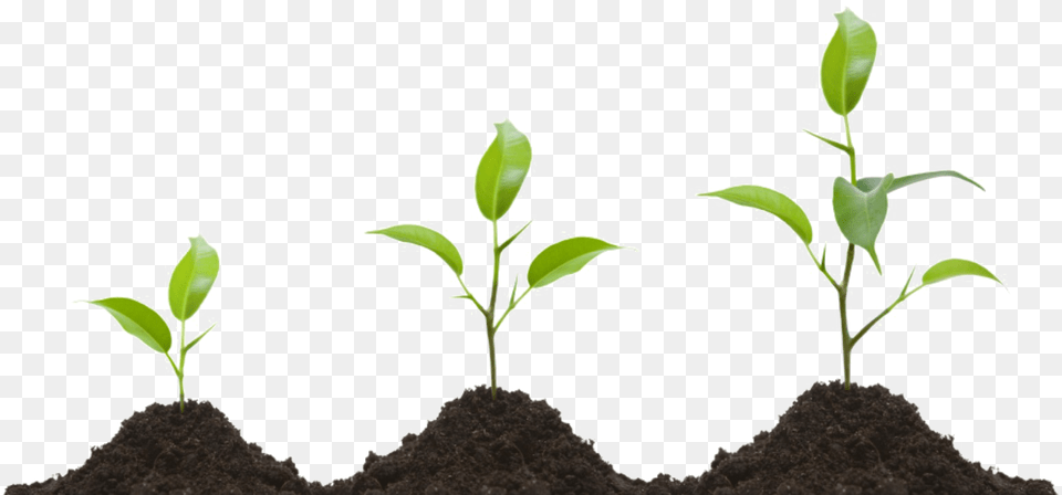 Growing Plant Transparent Image Growing Plant, Soil, Leaf, Sprout Free Png