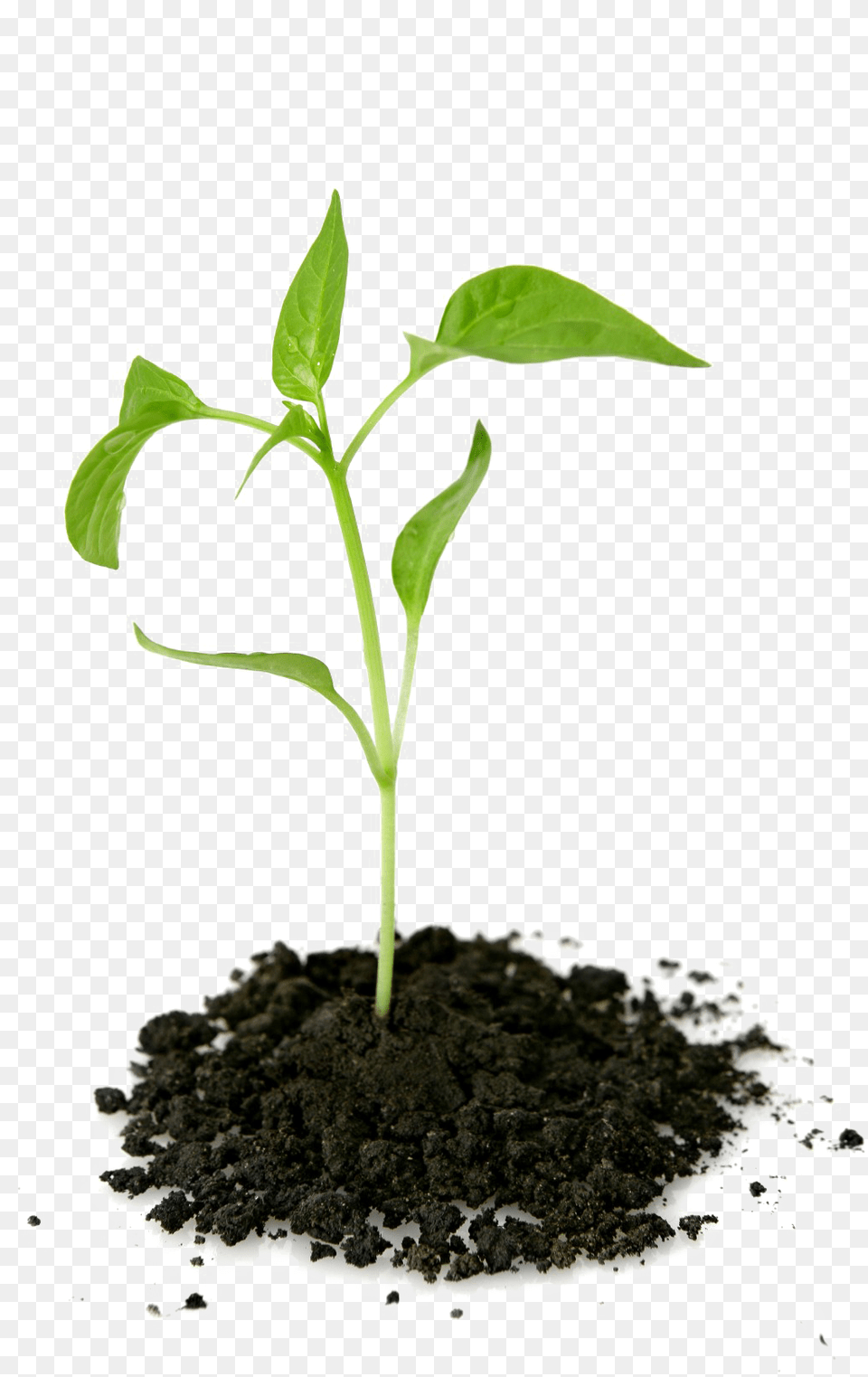 Growing Plant Transparent Picture Plant Growing Out Of Ground, Soil, Sprout Free Png