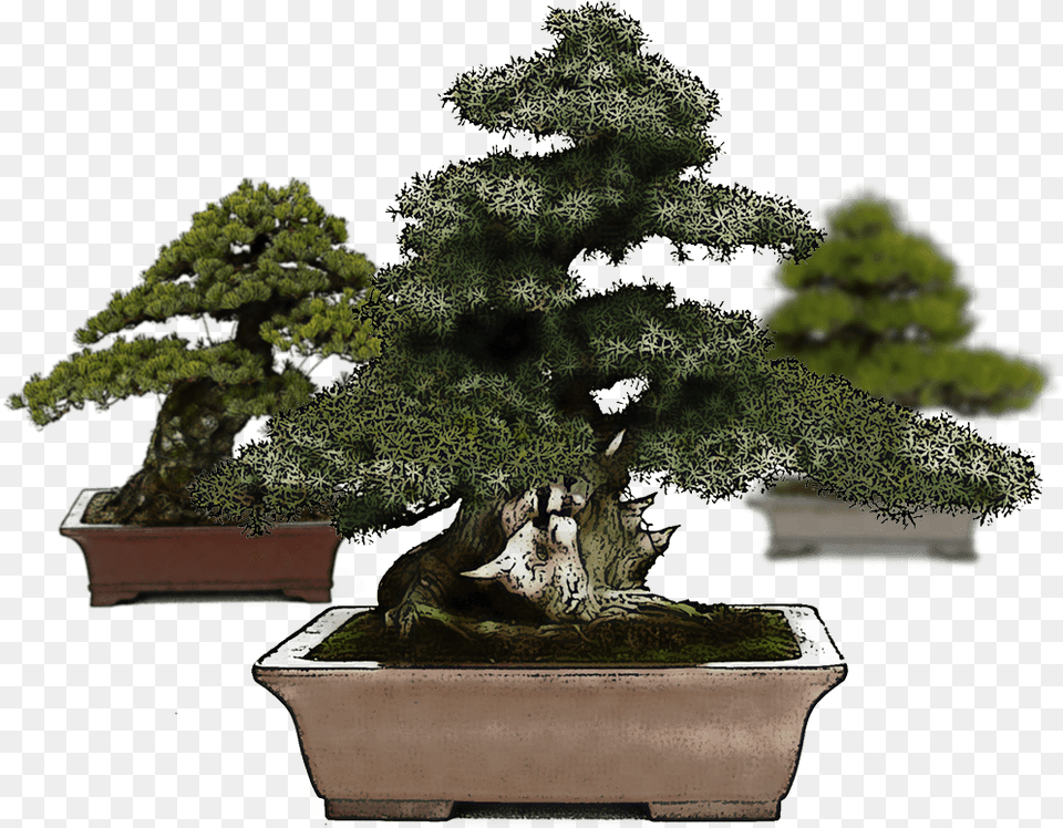 Growing Producing And Selling Bonsai Mistral Sageretia Theezans, Conifer, Plant, Potted Plant, Tree Png