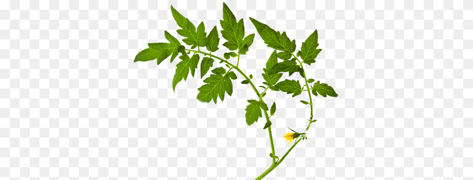 Growing Tomatoes, Herbal, Herbs, Leaf, Plant Free Transparent Png