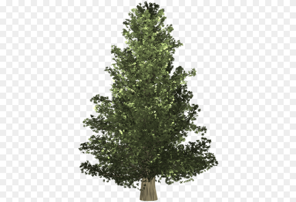 Growing Tree Christmas Arbor Christmas Day, Conifer, Plant, Oak, Sycamore Free Png Download