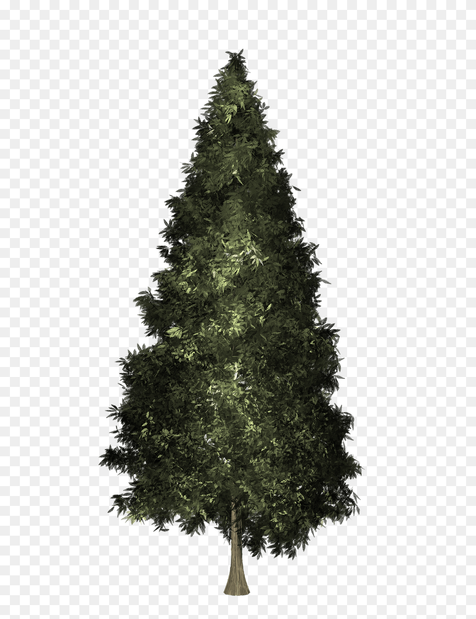 Growing Tree Christmas Image On Pixabay Fir Tree, Plant, Conifer, Pine Free Png Download