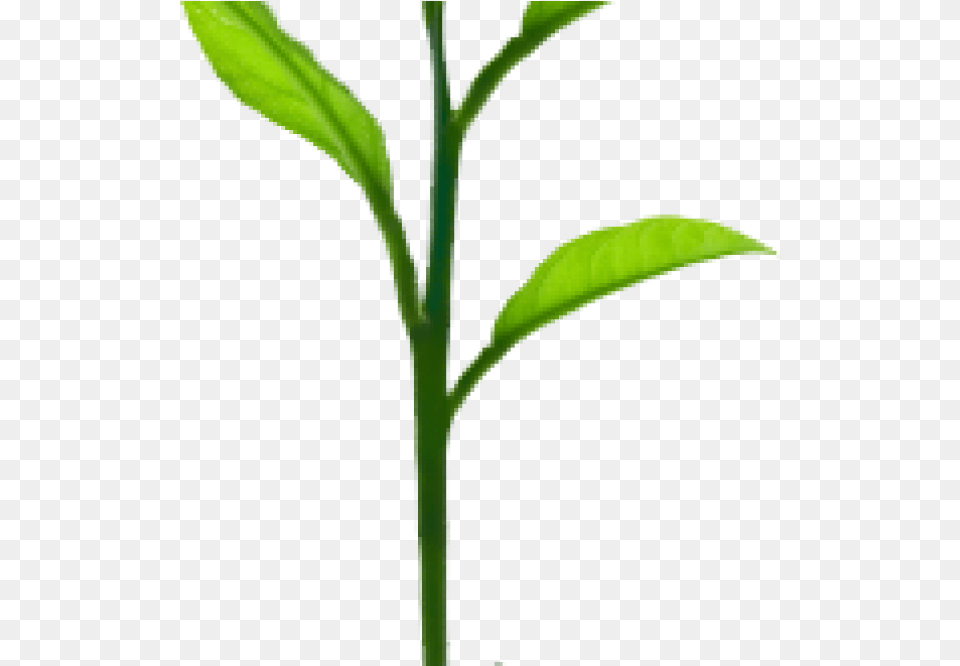 Growing Tree Plant Sprout, Leaf, Beverage, Tea, Bow Free Png Download