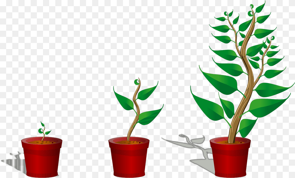 Growing Trees Clip Art Icon And Svg Getting To Know Plants, Leaf, Plant, Tree, Potted Plant Free Png Download