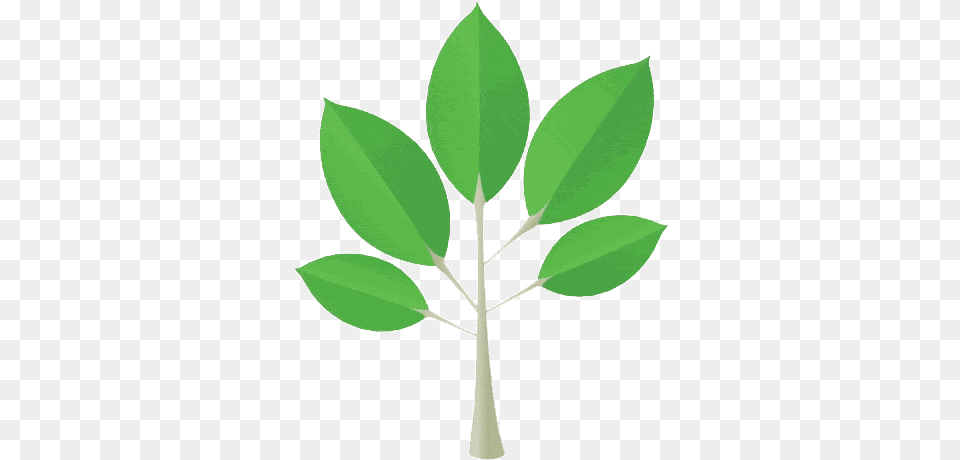 Growing Treesvg2 U2013 Supernatural Brand Animated Small Tree Cartoon, Herbal, Herbs, Leaf, Plant Free Transparent Png