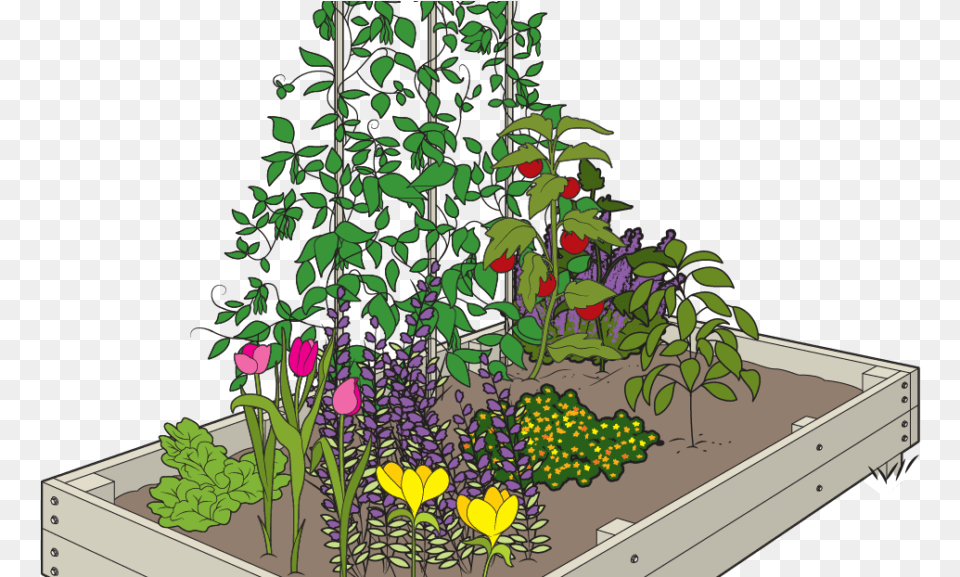 Growing Your Garden In A Raised Bed Reduces The Threat Rosa Glauca, Outdoors, Vase, Pottery, Potted Plant Png
