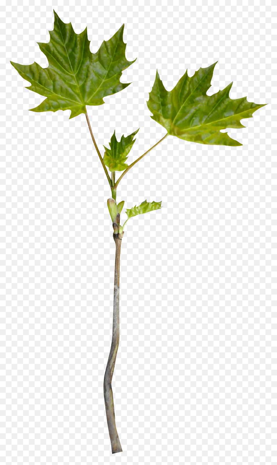 Growth Action Plan, Leaf, Plant, Tree, Maple Free Png