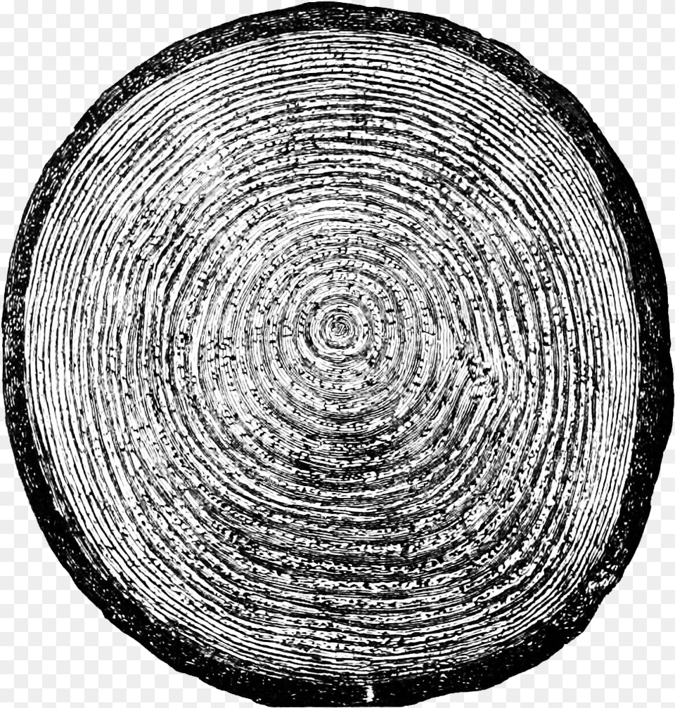 Growth Rings, Home Decor, Spiral, Accessories Free Transparent Png