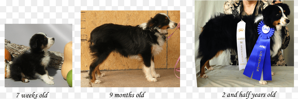 Growth Stages Of The Toy Aussie Mini Australian Shepherd Growth, Accessories, Tie, Formal Wear, Dog Png Image