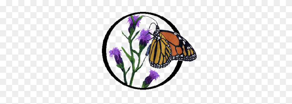 Growwildlogo Grow Wild Native Plant Nursery, Purple, Animal, Butterfly, Insect Png Image