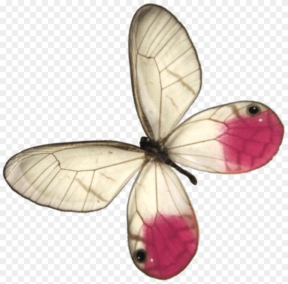 Gru, Animal, Insect, Invertebrate, Butterfly Free Png Download