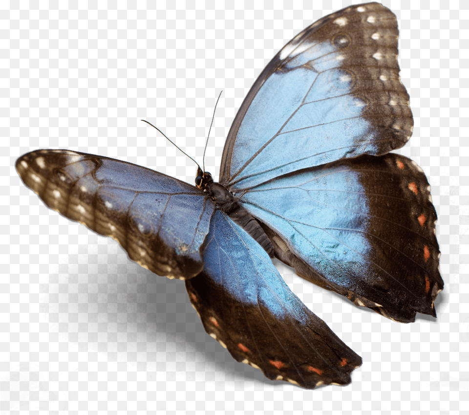 Gru, Animal, Butterfly, Insect, Invertebrate Free Png