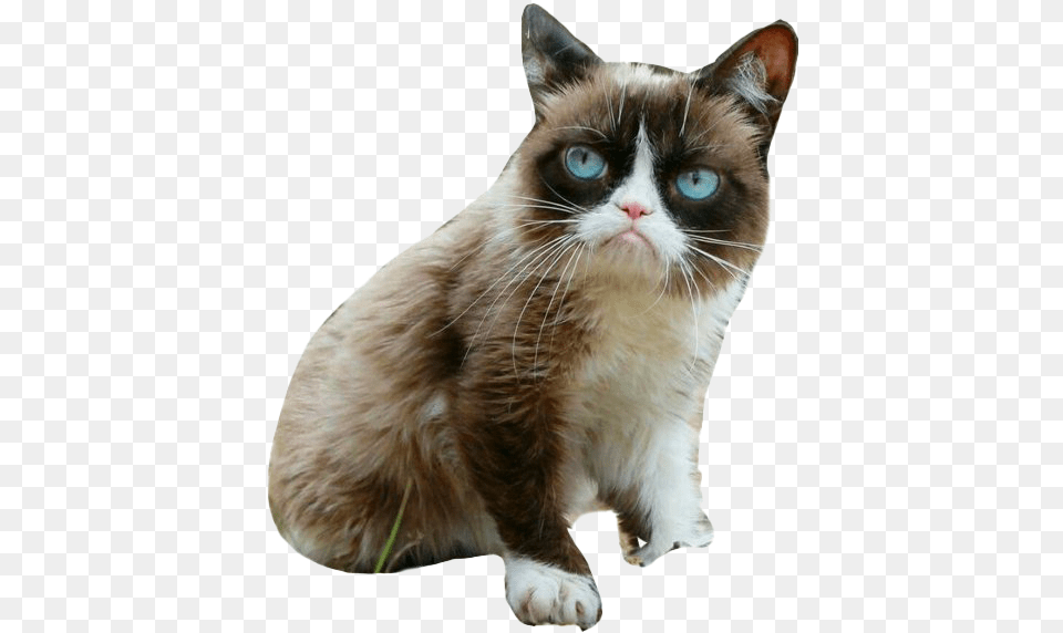 Grumpy Cat, Animal, Mammal, Pet, Manx Free Transparent Png