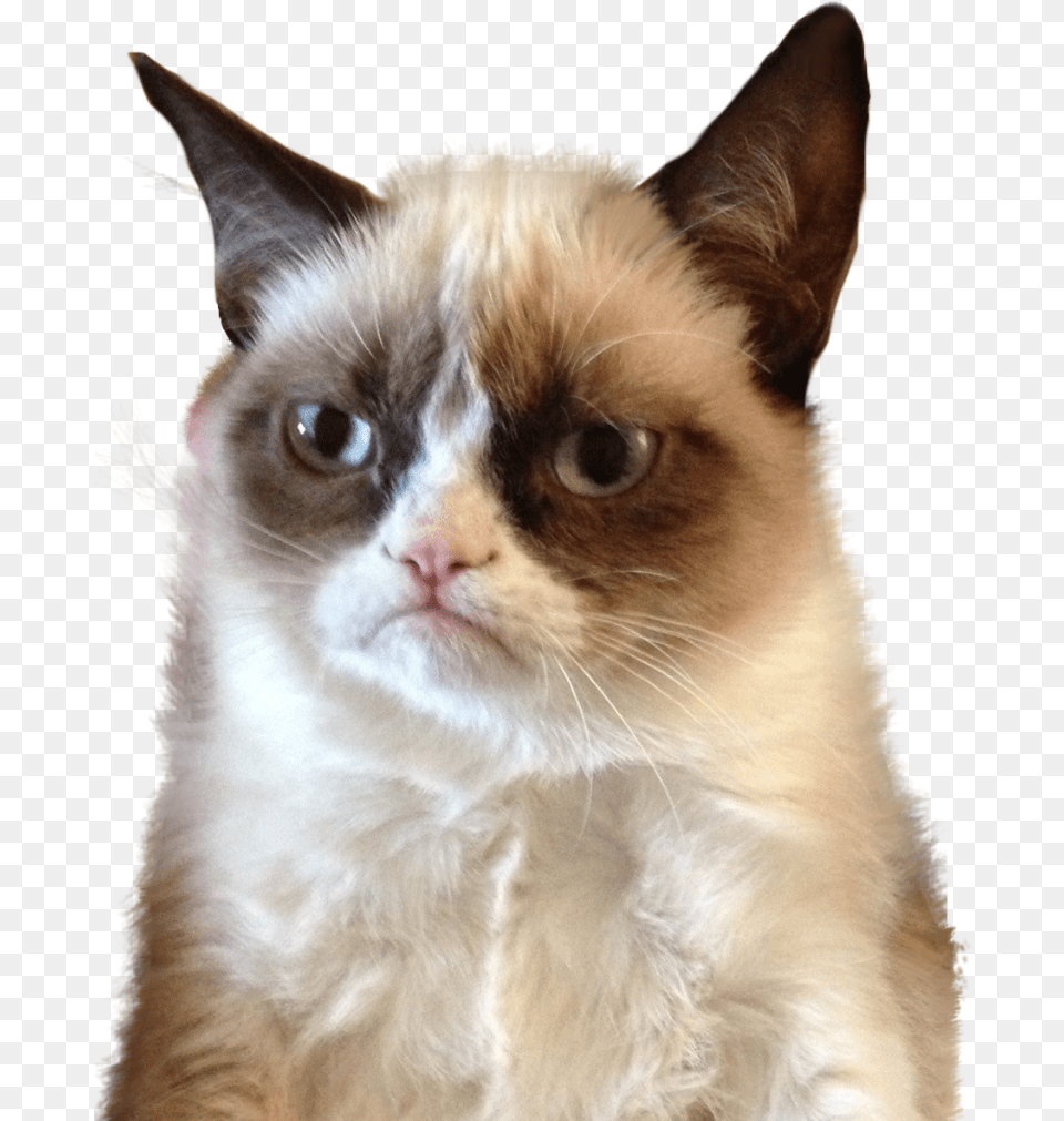 Grumpy Cat, Animal, Mammal, Pet, Siamese Png