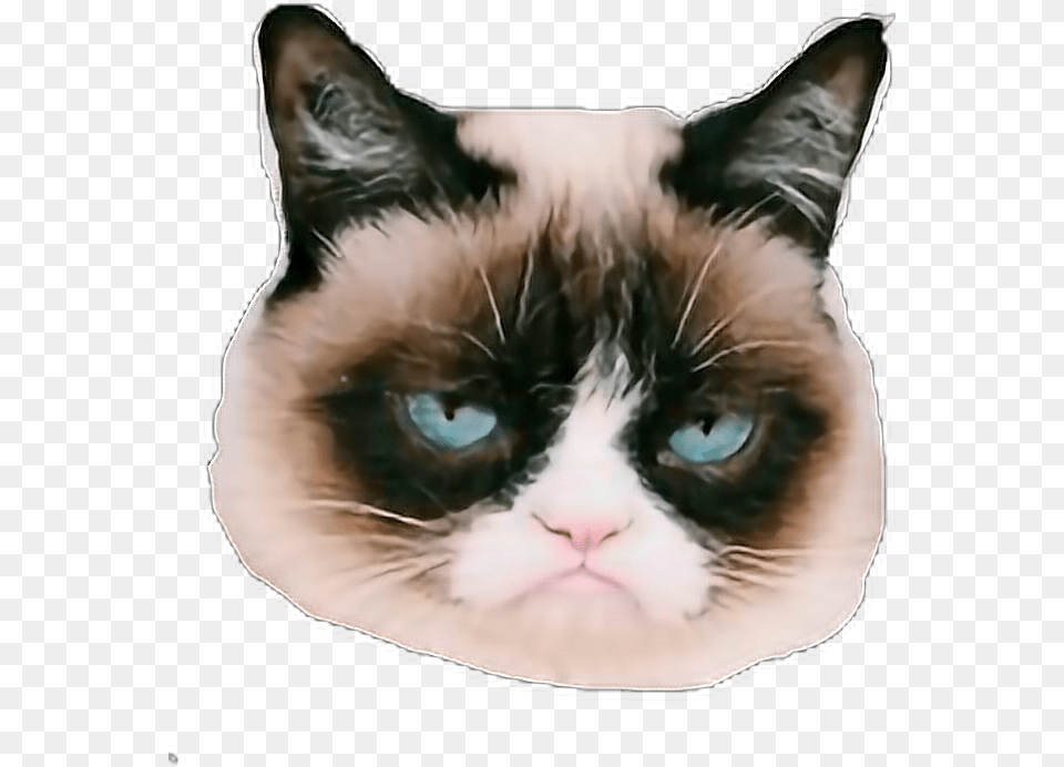 Grumpy Cat, Animal, Mammal, Pet, Siamese Free Transparent Png