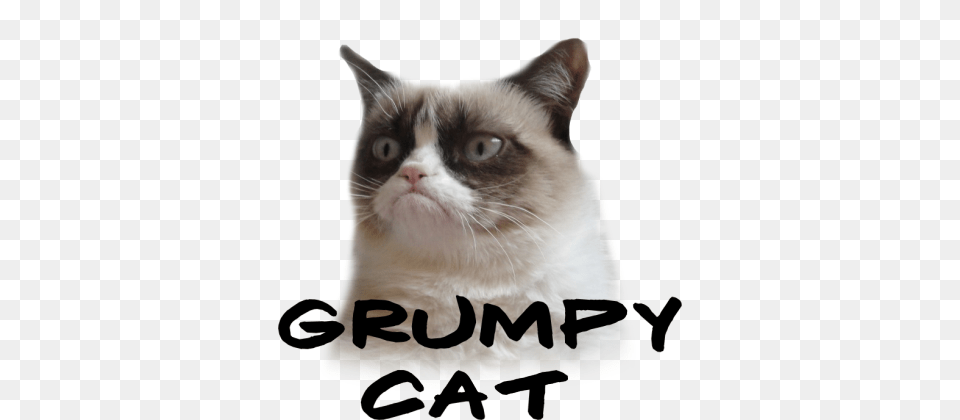 Grumpy Cat, Animal, Mammal, Pet Free Png Download
