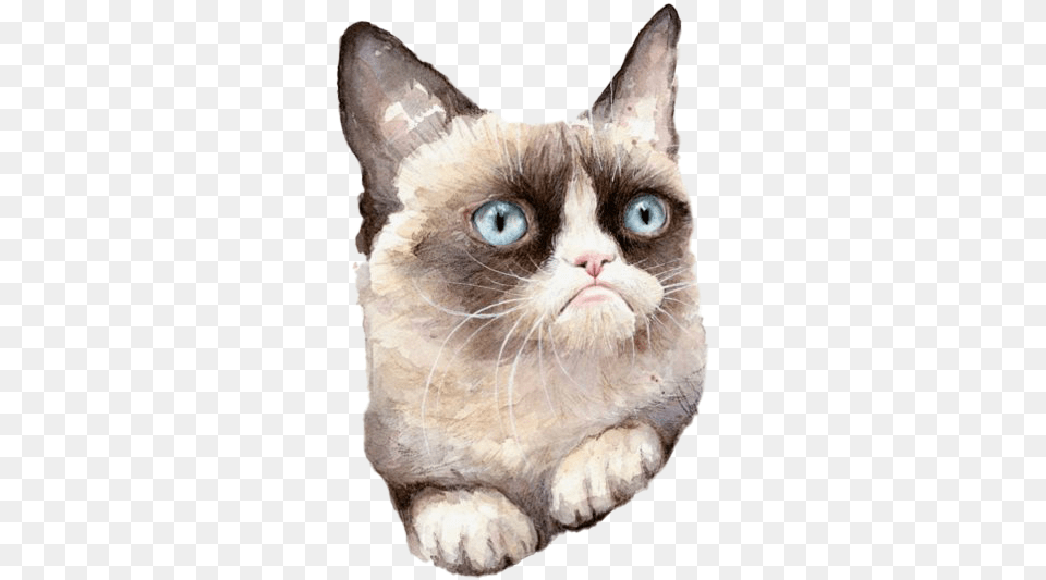 Grumpy Cat Clipart Grumpy Cat Watercolor, Animal, Mammal, Pet, Fish Png