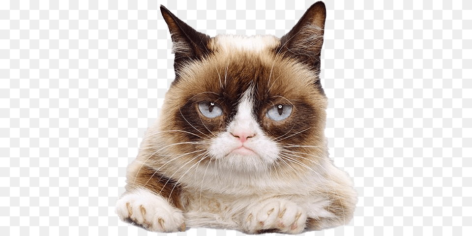 Grumpy Cat Face File Grumpy Cat Calendar 2020, Animal, Mammal, Pet, Siamese Free Png