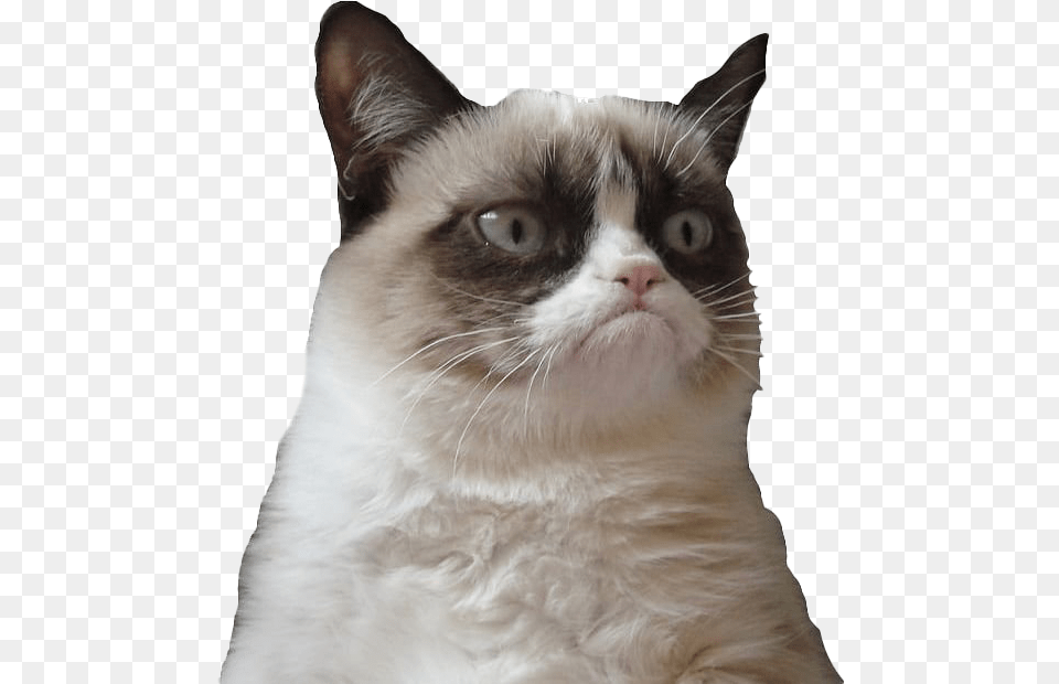 Grumpy Cat Face Picture Grumpy Cat, Animal, Mammal, Pet, Angora Png