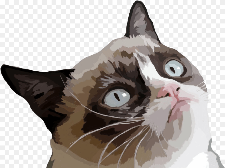 Grumpy Cat Face Transparent, Animal, Mammal, Pet, Dinosaur Png Image