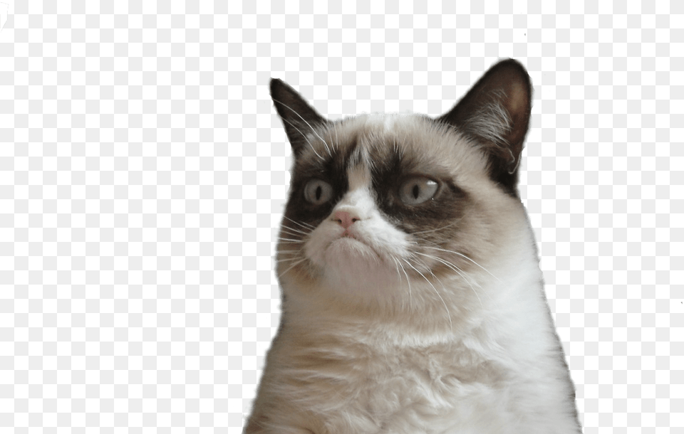 Grumpy Cat Face Vector Freeuse Techflourish Collections You Re Going To Miss Me Meme, Animal, Mammal, Pet, Siamese Free Transparent Png