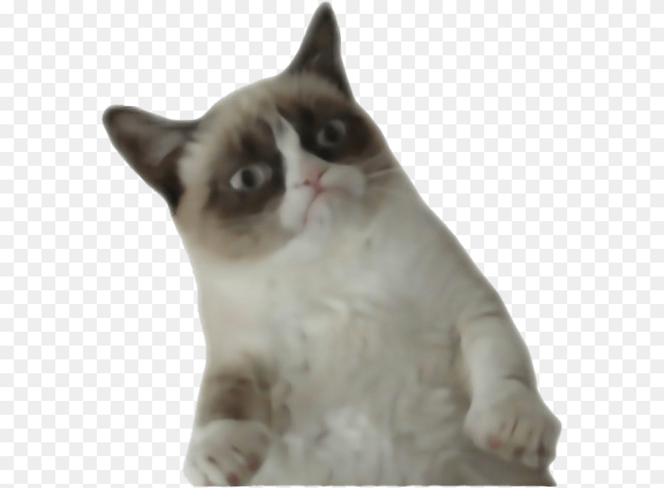Grumpy Cat File Grumpy Cat Transparent Background, Animal, Mammal, Pet, Siamese Free Png Download