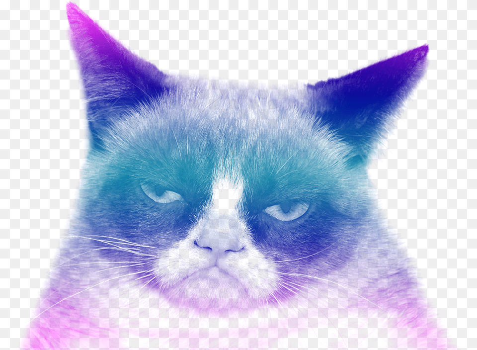 Grumpy Cat Funny Stop It Memes, Purple, Lighting, Texture, Green Png Image