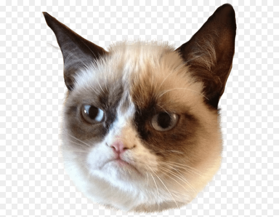 Grumpy Cat Head, Animal, Mammal, Pet, Siamese Free Png