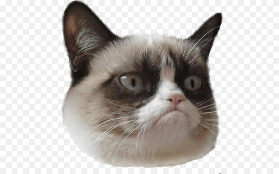 Grumpy Cat Head Right, Animal, Mammal, Pet, Siamese Free Transparent Png