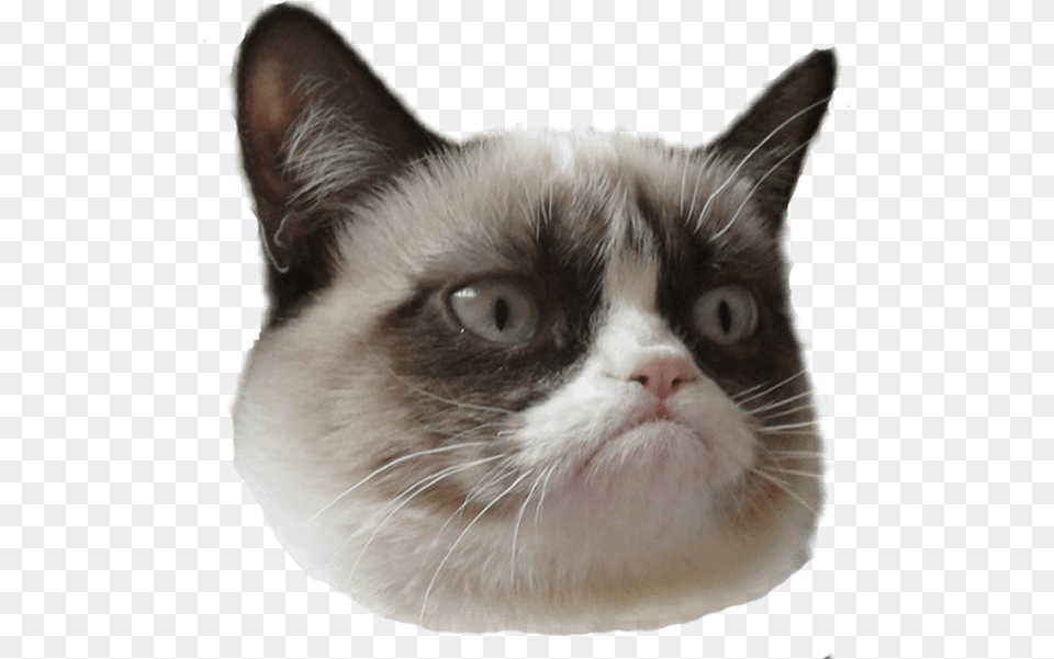 Grumpy Cat Head Right Grumpy Cat Head Transparent, Animal, Mammal, Pet, Siamese Free Png