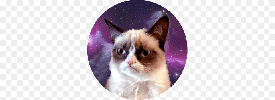 Grumpy Cat Is So Cute That I Can39t Help Myself Making Funny Cat Wallpaper Iphone, Photography, Animal, Mammal, Pet Free Png Download