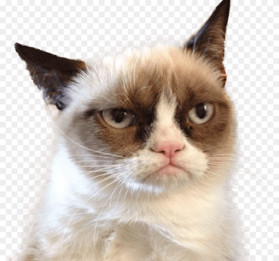 Grumpy Cat Looking Right, Animal, Mammal, Pet, Siamese Free Png Download