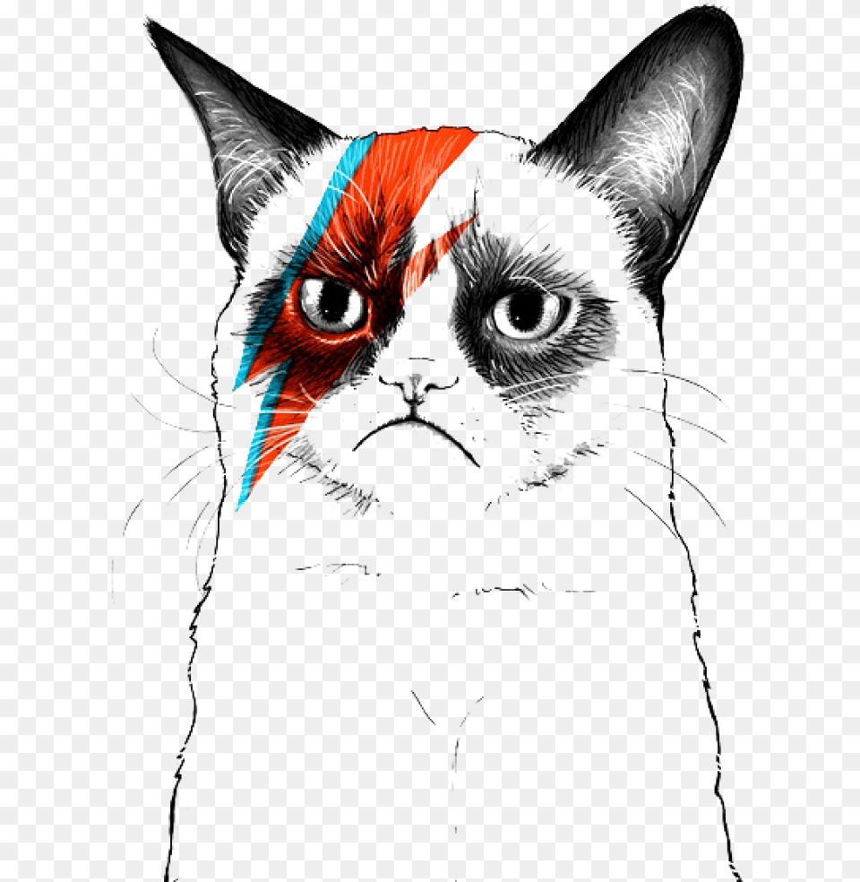 Grumpy Cat Musician Artist Transparent Grumpy Cat, Animal, Mammal, Pet, Black Cat Png