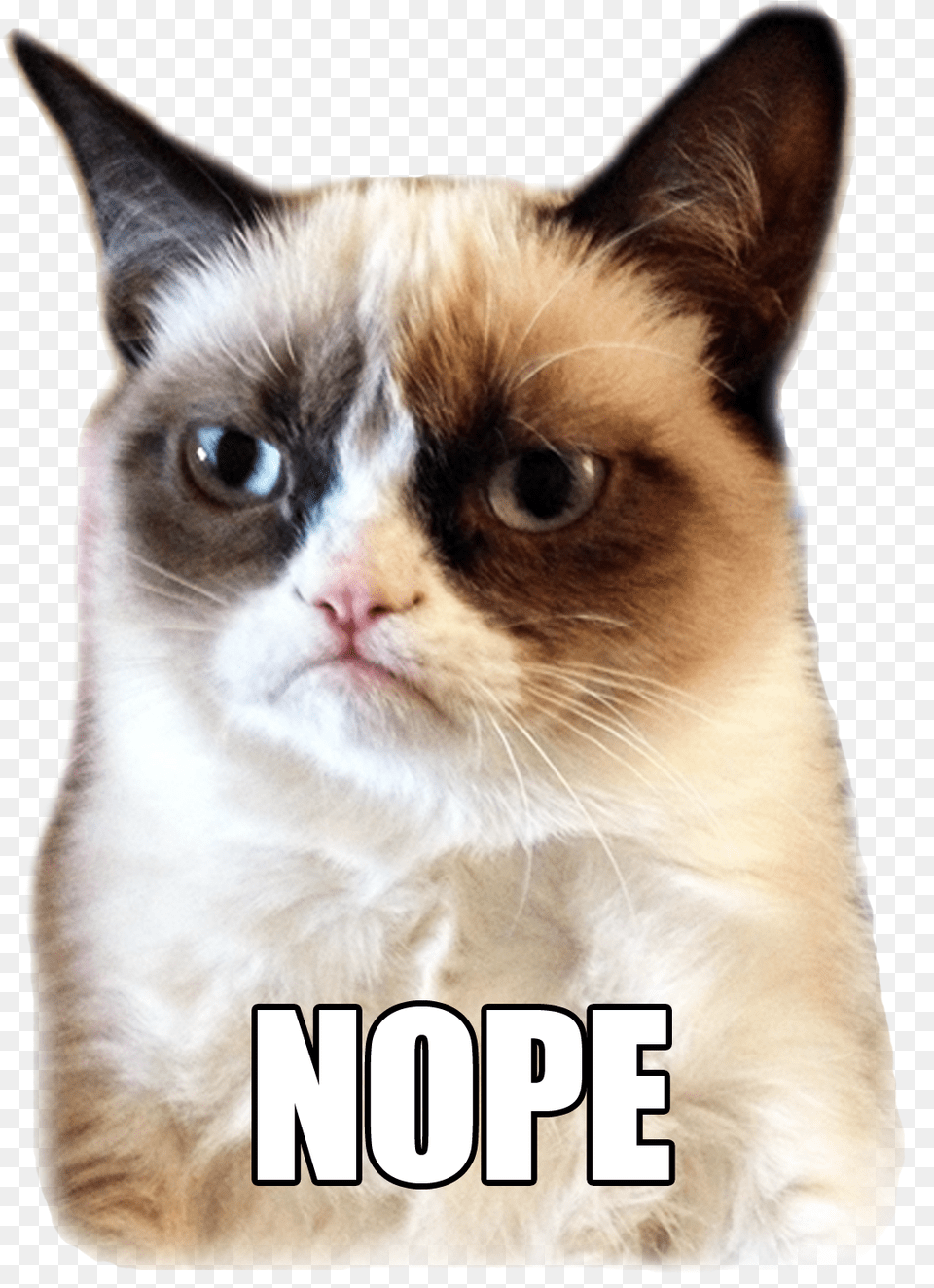 Grumpy Cat Nope Gif, Animal, Mammal, Pet, Siamese Png Image