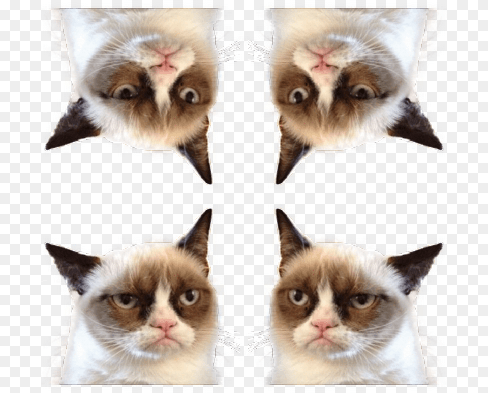 Grumpy Cat Postage Stamp, Art, Collage, Animal, Mammal Free Png Download
