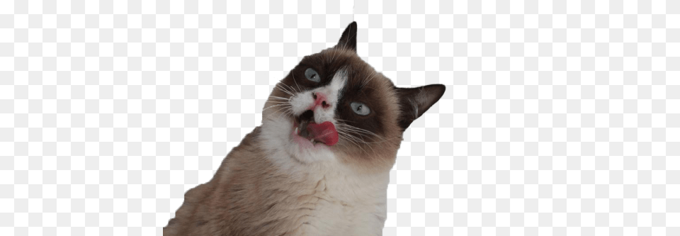 Grumpy Cat Tongue, Animal, Mammal, Pet, Siamese Png