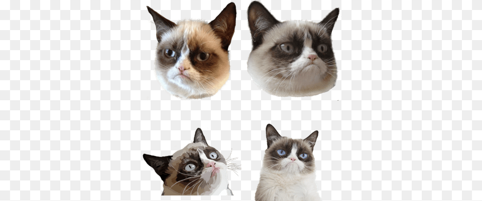Grumpy Cat Stickpng Cat Head Animal, Mammal, Pet, Siamese Free Transparent Png