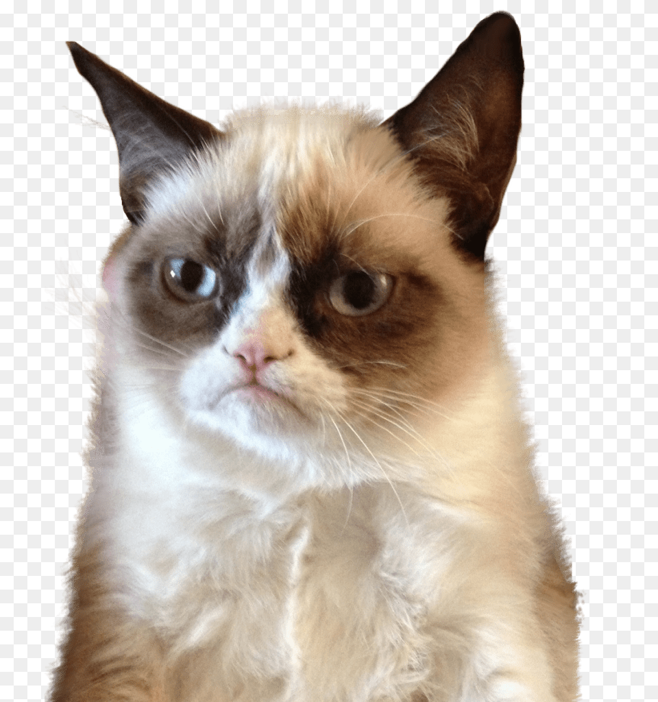 Grumpy Cat Upset, Animal, Mammal, Pet, Siamese Free Png Download
