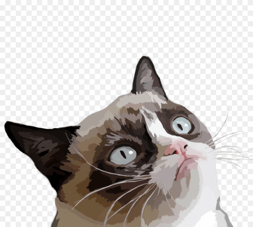 Grumpy Cat Vector Illustration, Animal, Mammal, Pet, Siamese Png