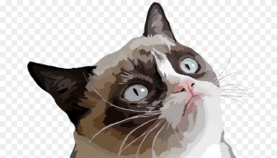 Grumpy Cat Vector Illustration Grumpy Cat Memes, Animal, Mammal, Pet, Person Png