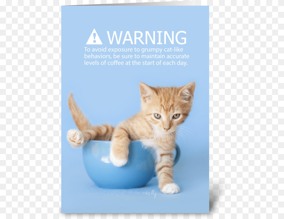 Grumpy Coffee Kitten Lol Greeting Card Kitten, Animal, Cat, Mammal, Pet Free Transparent Png