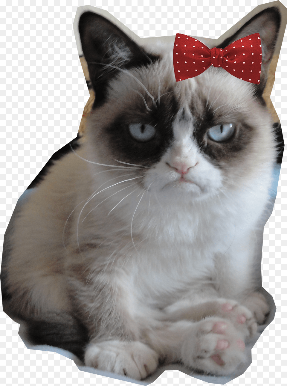 Grumpy Grumpy Cat Is My Spirit Animal, Accessories, Formal Wear, Tie, Mammal Free Png