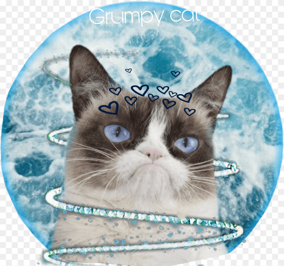 Grumpycat Grumpy Cat Weloveyou Goodbye Sad Depressing Grumpy Cat Bobs Skechers, Animal, Mammal, Pet, Accessories Free Png Download