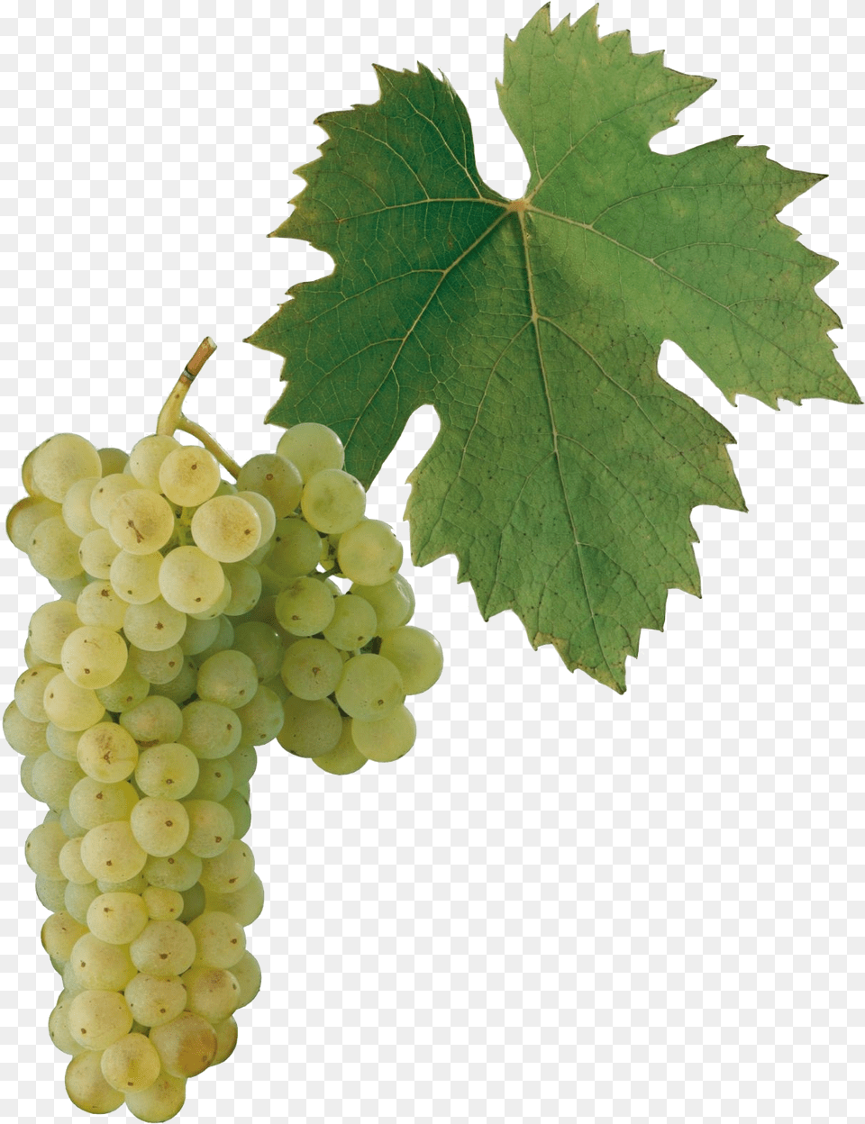 Gruner Veltliner Grape, Food, Fruit, Grapes, Plant Free Png Download