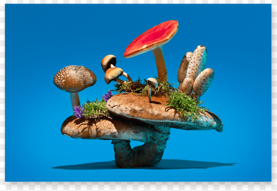 Grunewald, Fungus, Plant, Agaric, Amanita Free Png