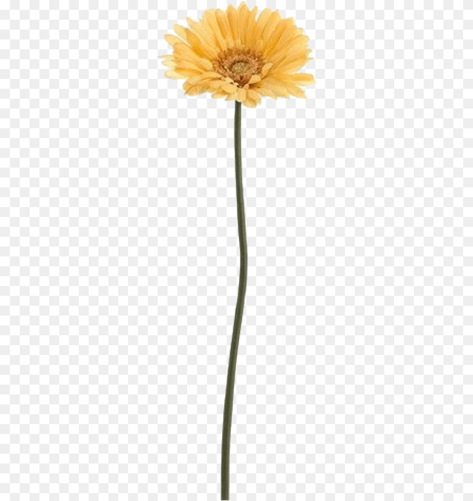 Grunge Outfits Grunge Clothes Gerber Daisies Yellow Single Flower In A Vase, Anther, Daisy, Petal, Plant Free Transparent Png