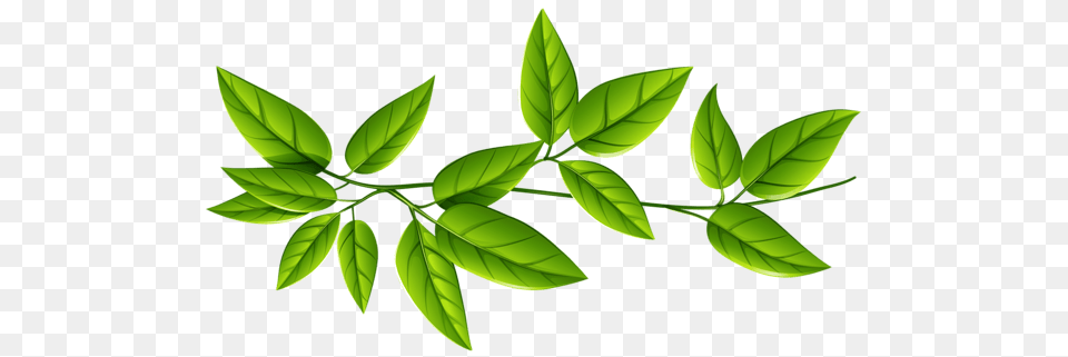 Grupo De Hojas Transparente, Green, Plant, Leaf, Herbs Png