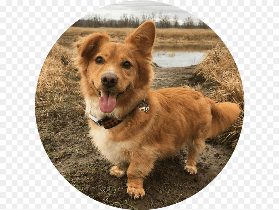 Gryffin Dog Catches Something, Photography, Golden Retriever, Animal, Canine Free Png Download