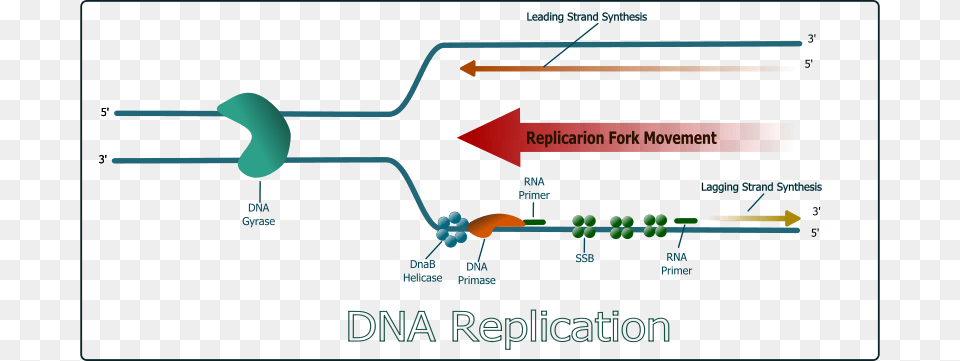 Gs Dna Replication, Ball, Sport, Tennis, Tennis Ball Free Transparent Png